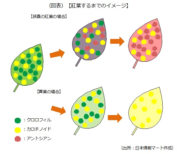 紅葉するまでのイメージ