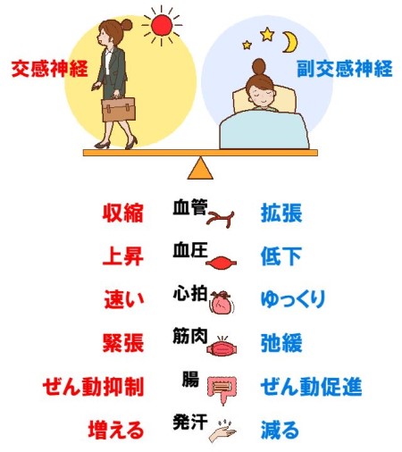 疲労の原因となる自律神経の乱れ